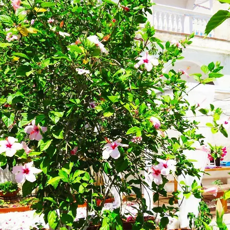 アパート Panohome ポルト・ピノ