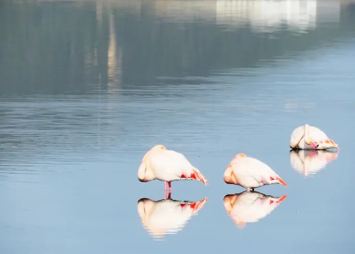 Panohome Apartment Porto Pino